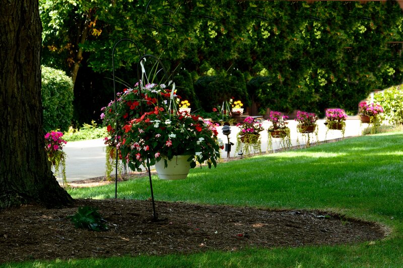 Hanging Flower Baskets — Green, Serene, Afternoon