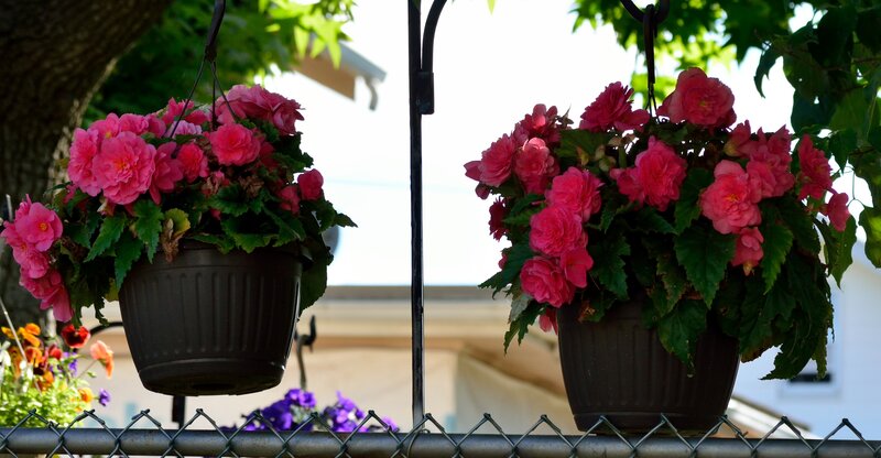 Hanging Flower Baskets — Pink, Calm