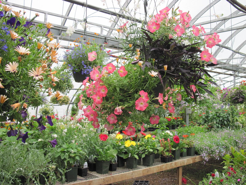 Hanging Flower Baskets — Pink