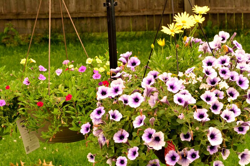 Hanging Flower Baskets — Purple, Calm