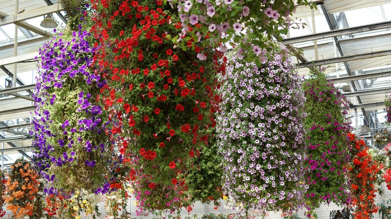 Hanging Flower Baskets — Purple, Colorful