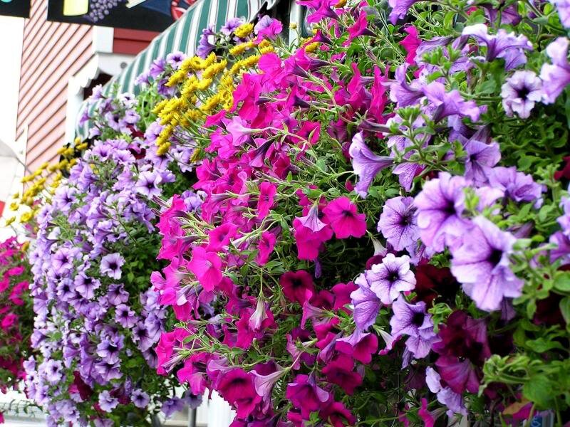 Hanging Flower Baskets — Purple