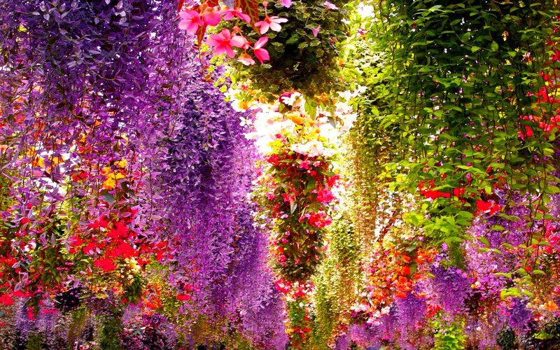 Hanging Flower Baskets — Purple, Vibrant