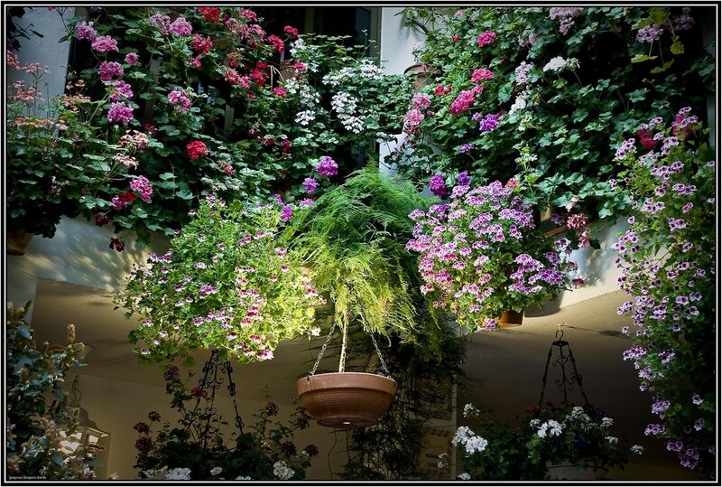 Hanging Flower Baskets