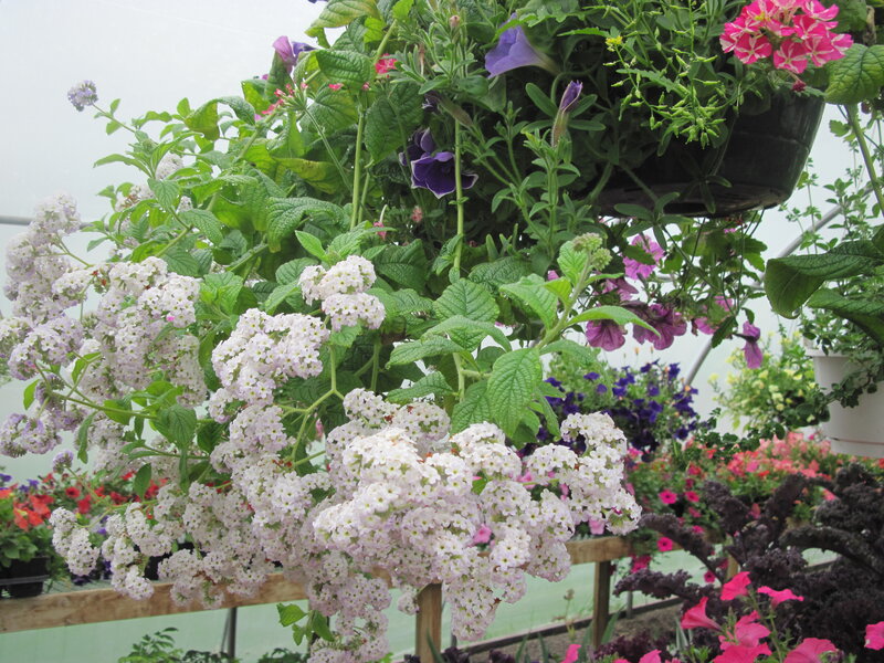 Hanging Flower Baskets — White