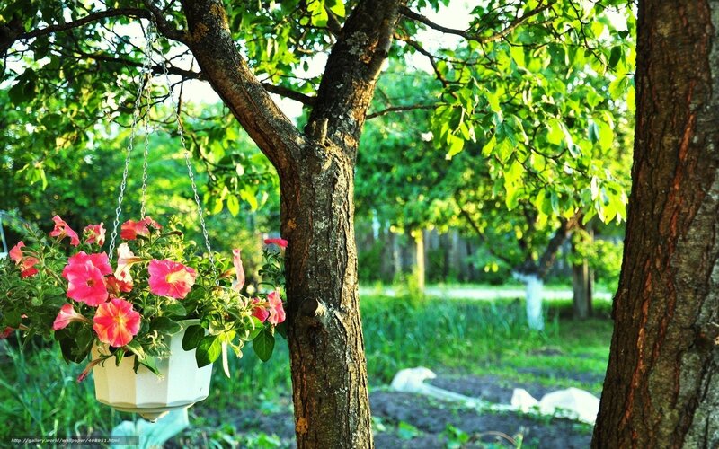 Hanging flowers in a garden