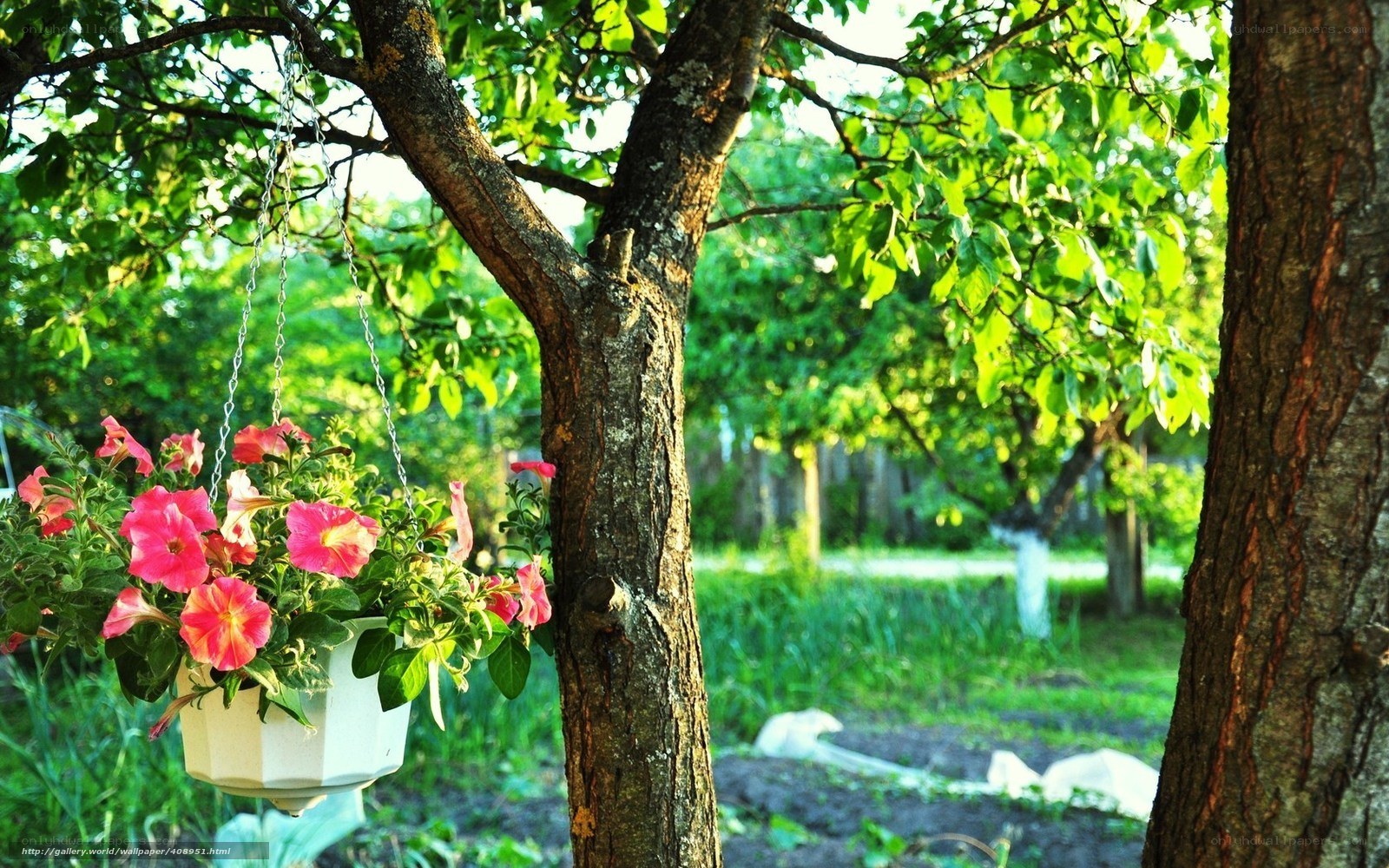 Hanging flowers in a garden