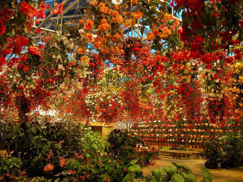 Hanging Flowers in Greenhouse — Red