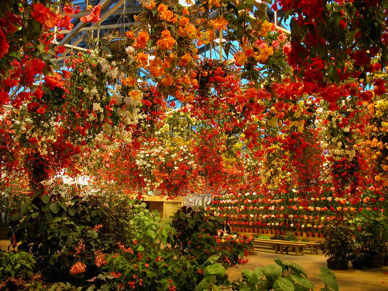 Hanging Flowers in Greenhouse