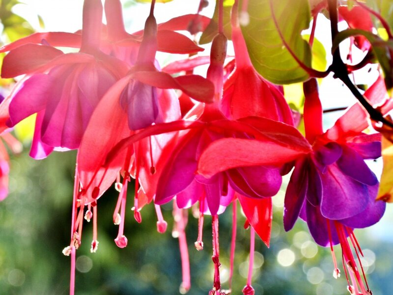 Hanging Fuchsia Flowers — Pink, Bright
