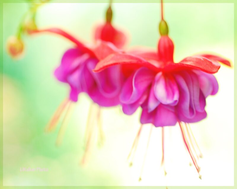 Hanging Fuchsia Flowers — Pink