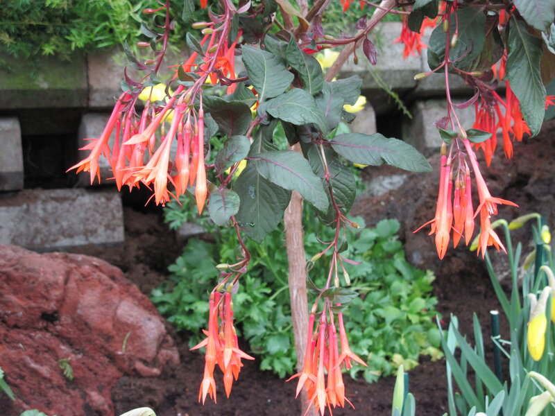 Hanging Fuchsia Flowers — Red, Natural