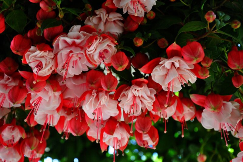 Hanging Fuchsia Flowers — Red
