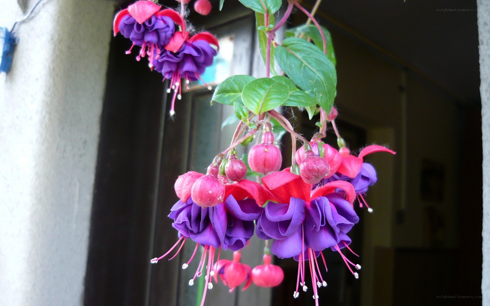 hanging fuchsia flowers