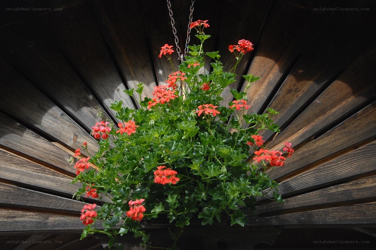 Hanging geranium in wooden setting