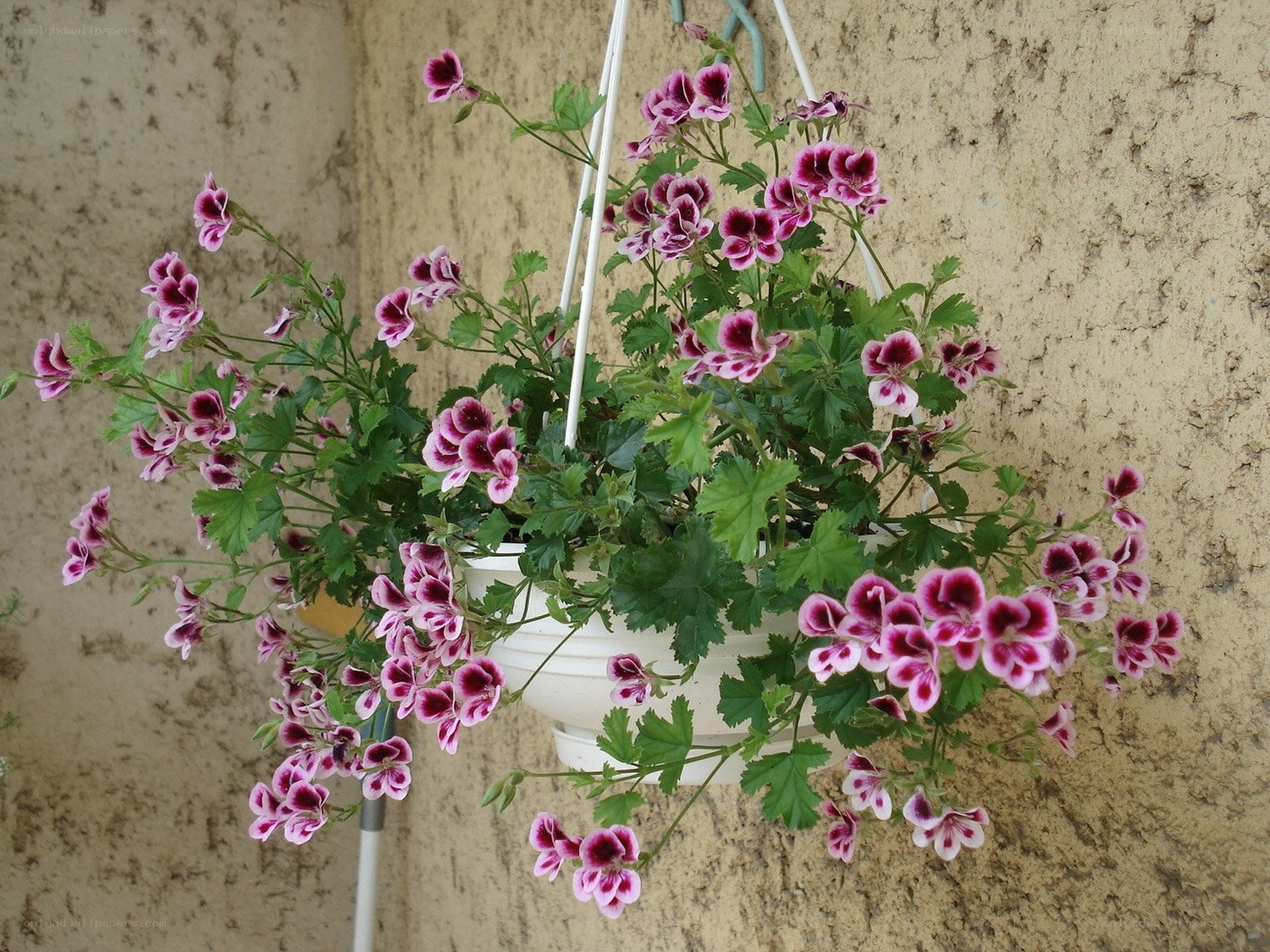 hanging geranium plant