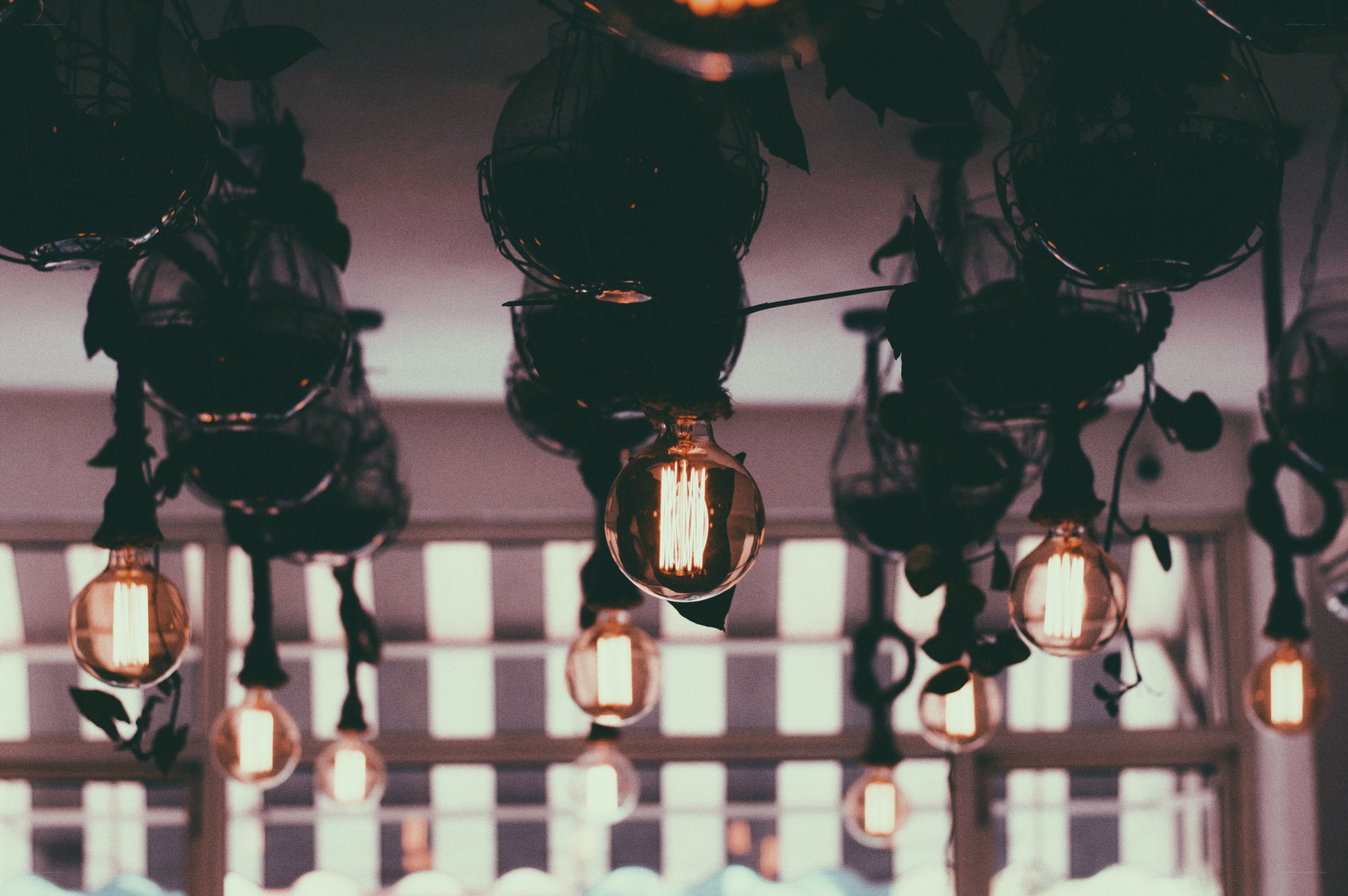 Hanging light bulbs with plants