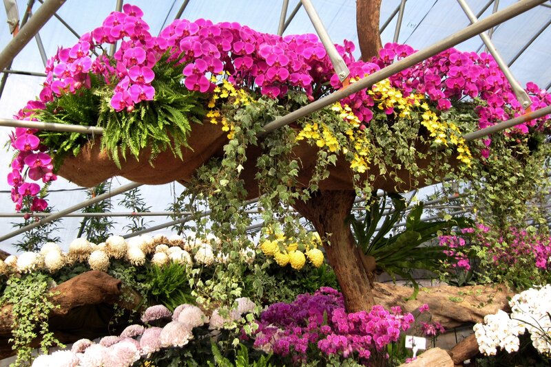 Hanging Orchid Display
