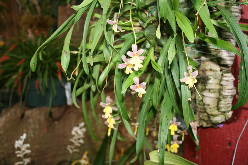 Hanging Orchid Flowers