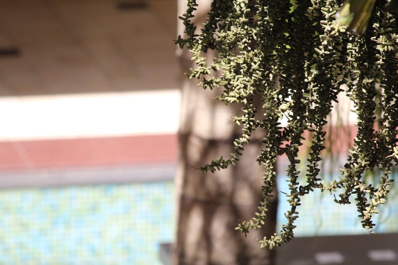 Hanging Palm Inflorescence