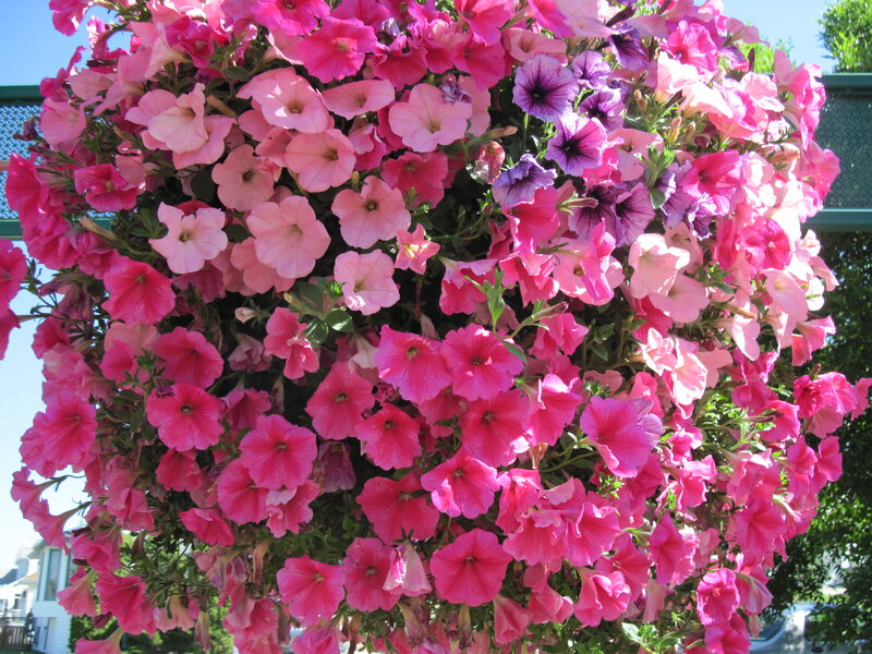 Hanging Petunia Basket — Pink, Bright, Afternoon