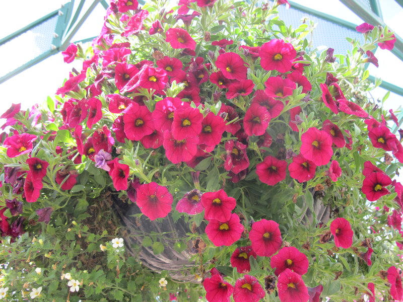 Hanging Petunia Basket — Pink, Bright
