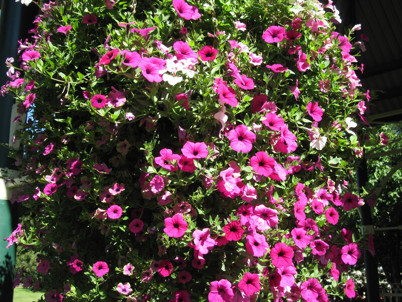 Hanging Petunia Basket — Pink