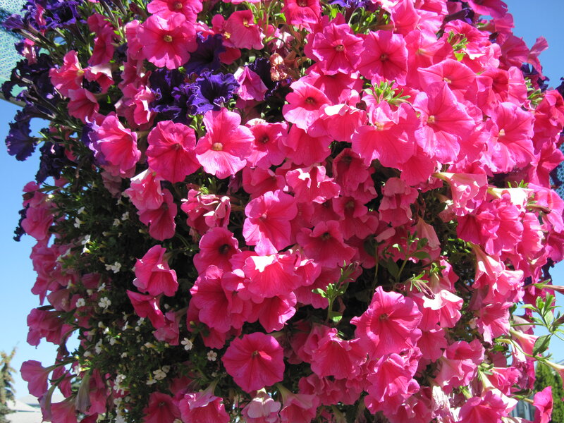 Hanging Petunia Basket — Pink, Vibrant, Afternoon