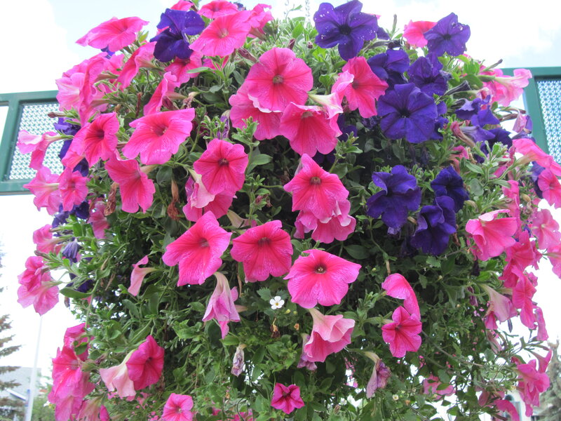 Hanging Petunia Basket — Pink, Vibrant