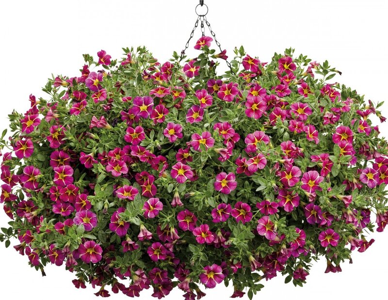 Hanging Petunia Basket