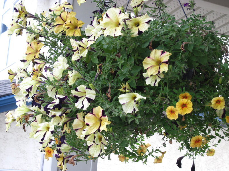 Hanging Petunia Basket — Yellow