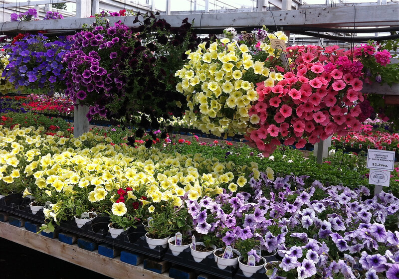 Hanging Petunia Baskets