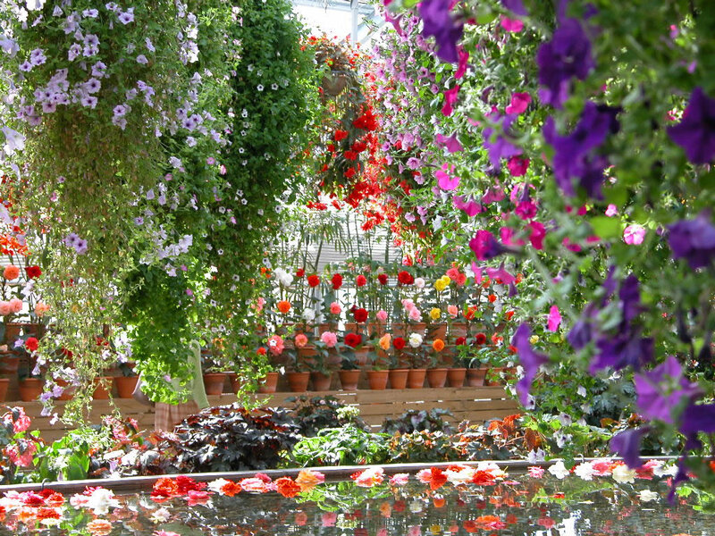 Hanging Petunia Flowers — Purple