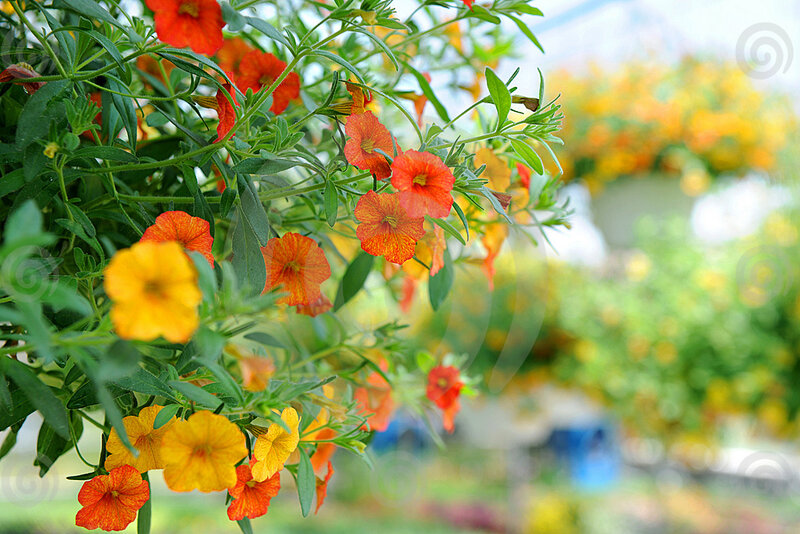 Hanging Petunia Flowers
