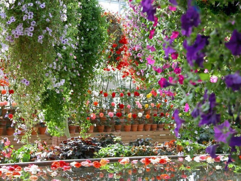 Hanging Petunias in Greenhouse