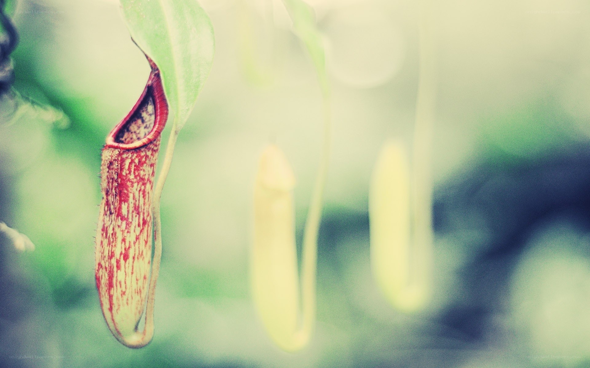 Hanging pitcher plant in forest