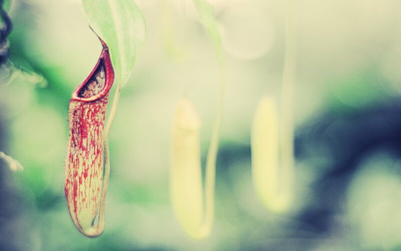hanging pitcher plant in soft focus