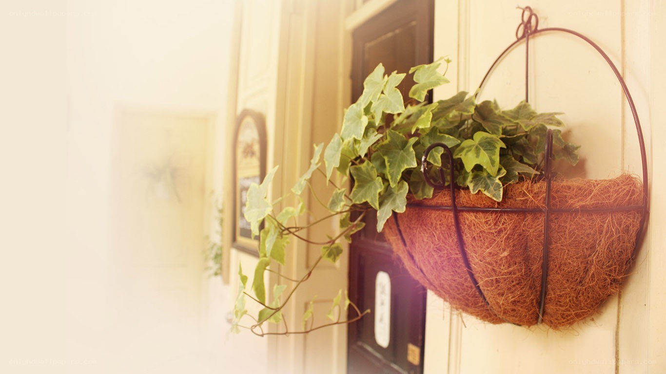 Hanging plant by the door