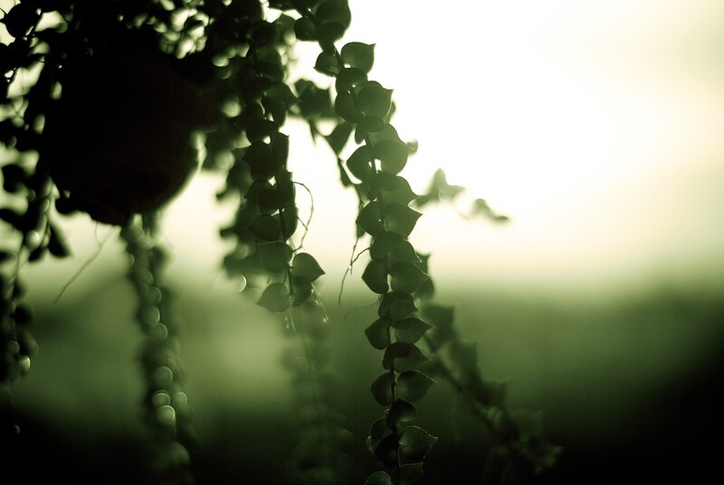 hanging plant in sunlight