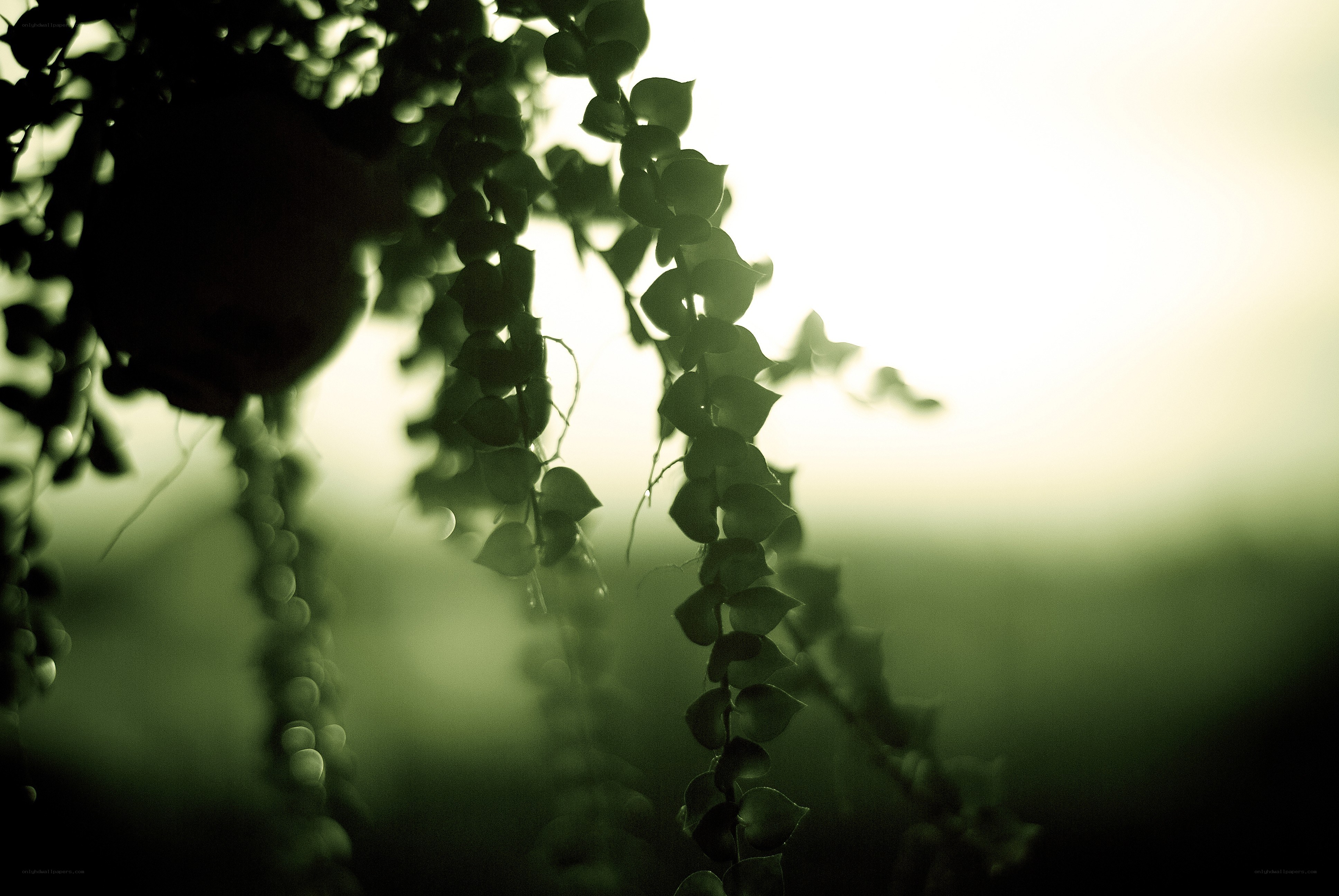 hanging plant in sunlight