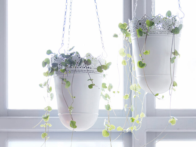 Hanging Plants in White Pots