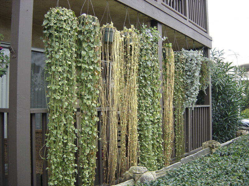 Hanging Plants on Balcony