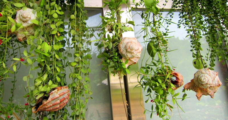 Hanging Plants with Seashells