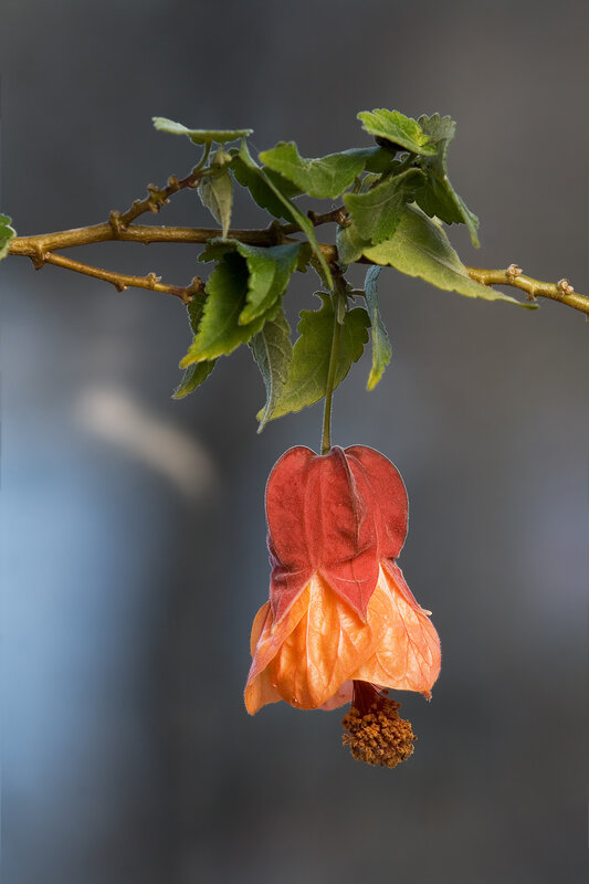 Hanging red-orange flower