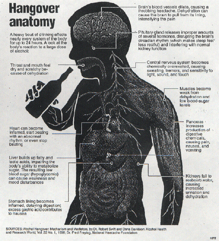 Hangover anatomy diagram