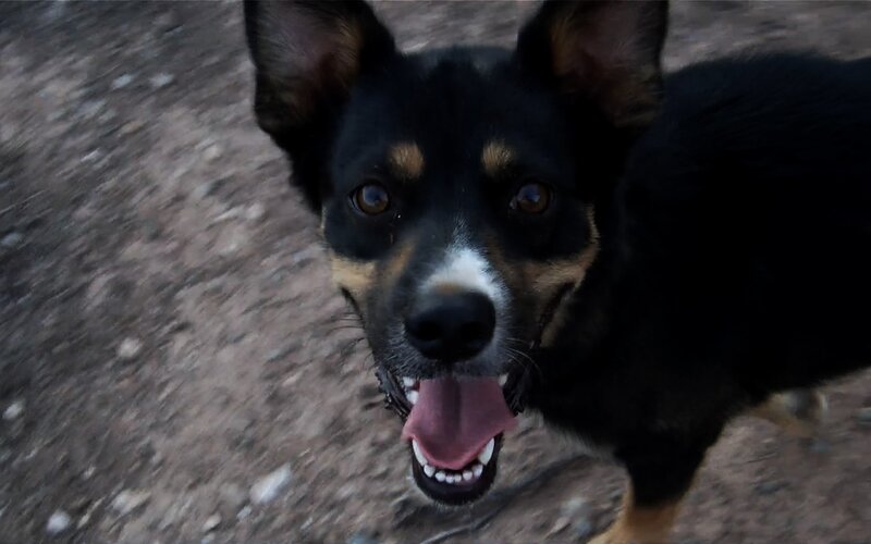 happy black and tan dog