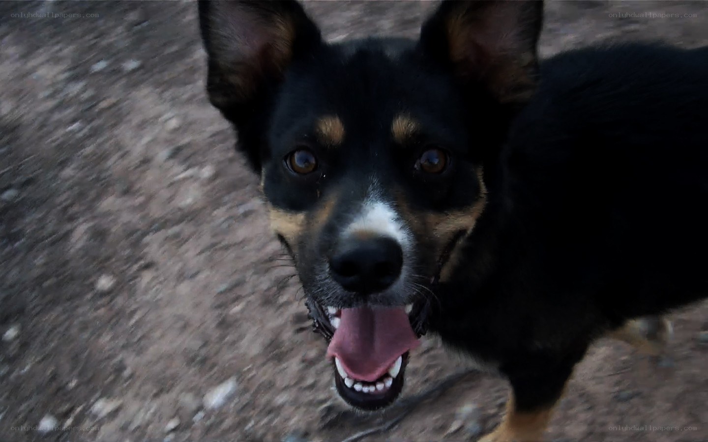 happy black and tan dog