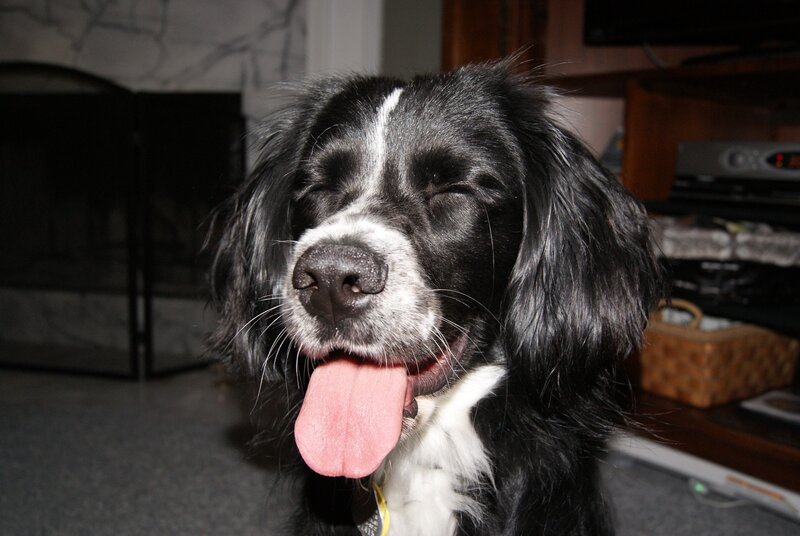 happy black and white dog