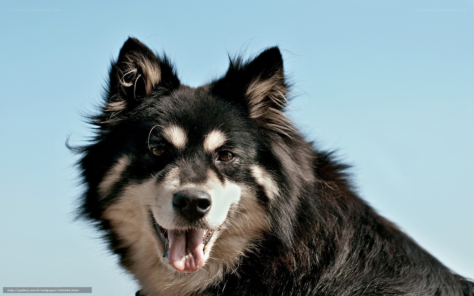 happy black and white dog
