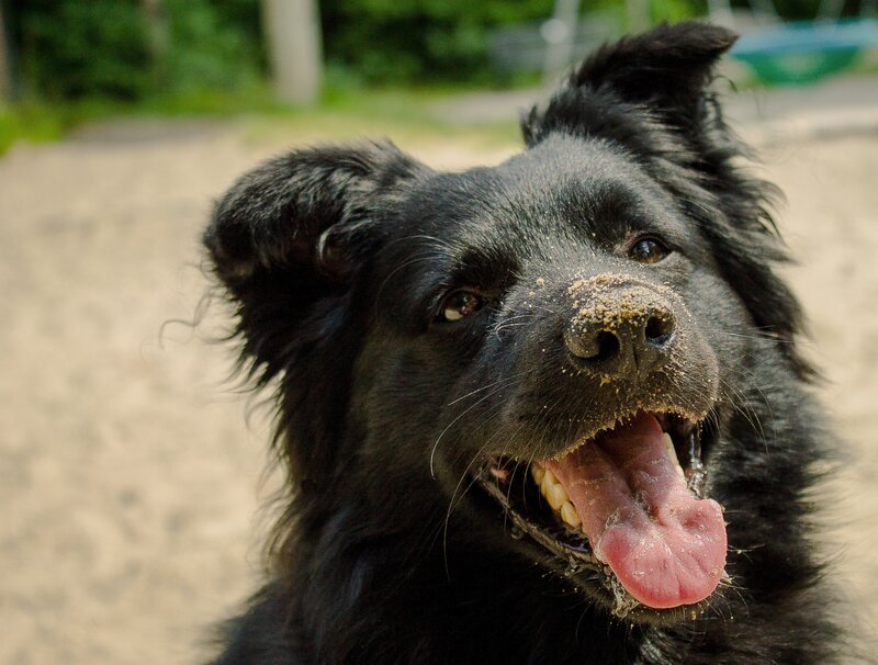 happy black dog at the park